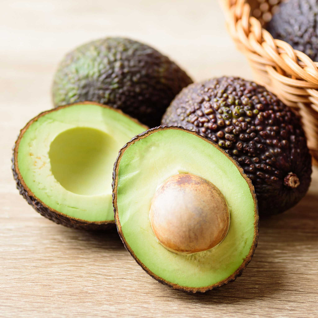 Hass Avocado Tree live fruit plant