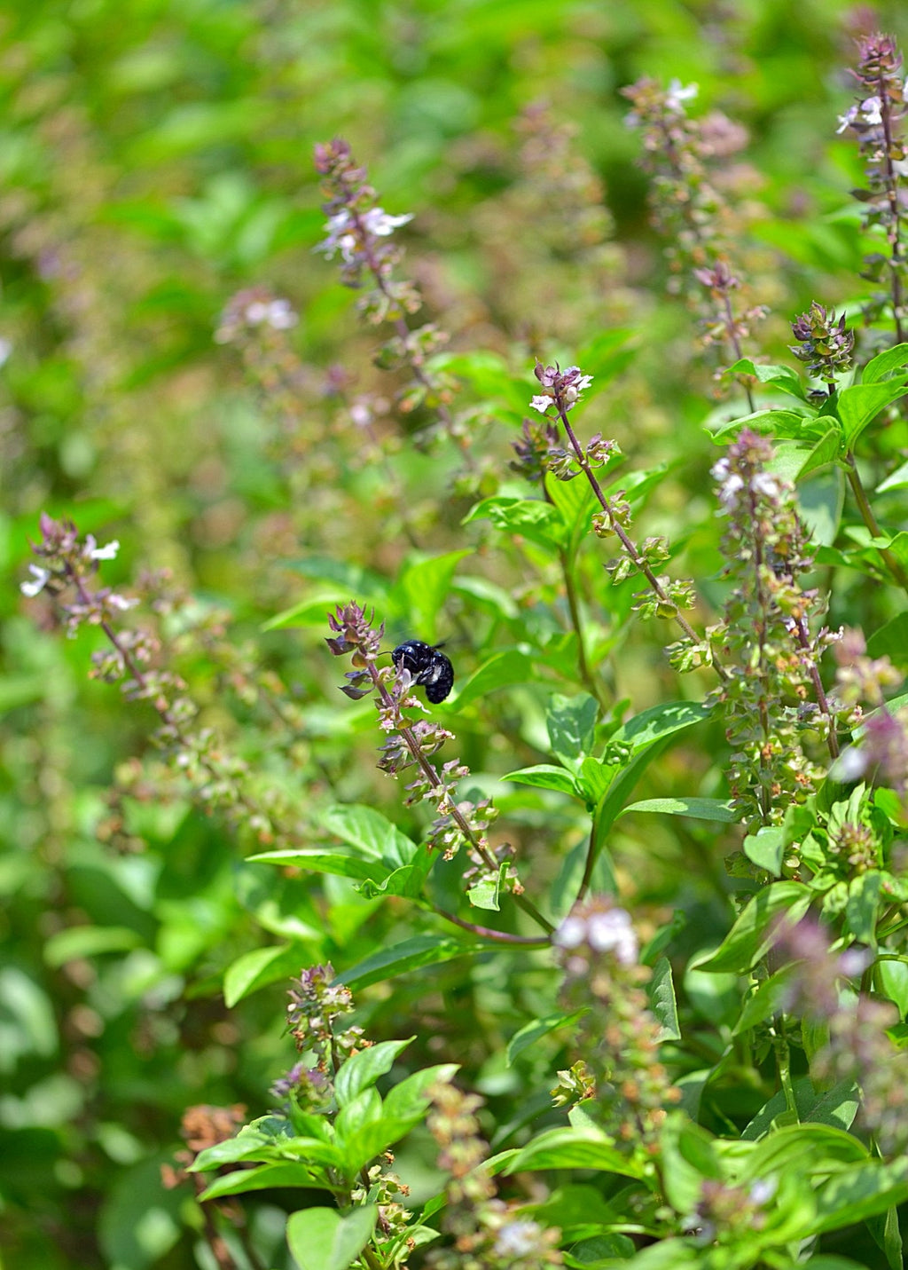 Rama Tulsi — Green Holy Basil Plant