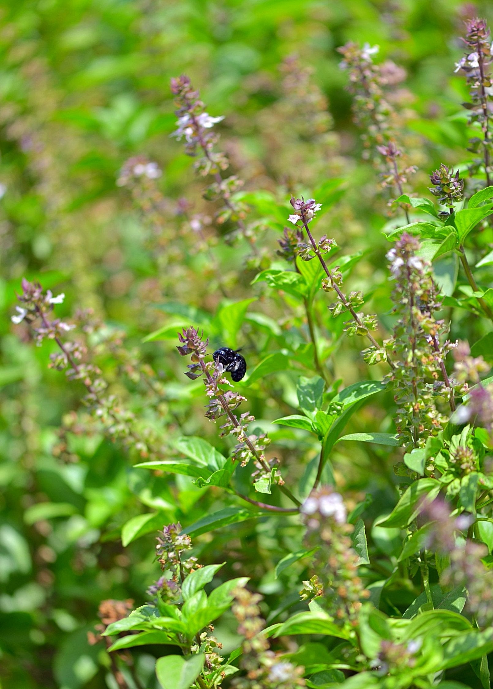 Rama Tulsi — Green Holy Basil Plant