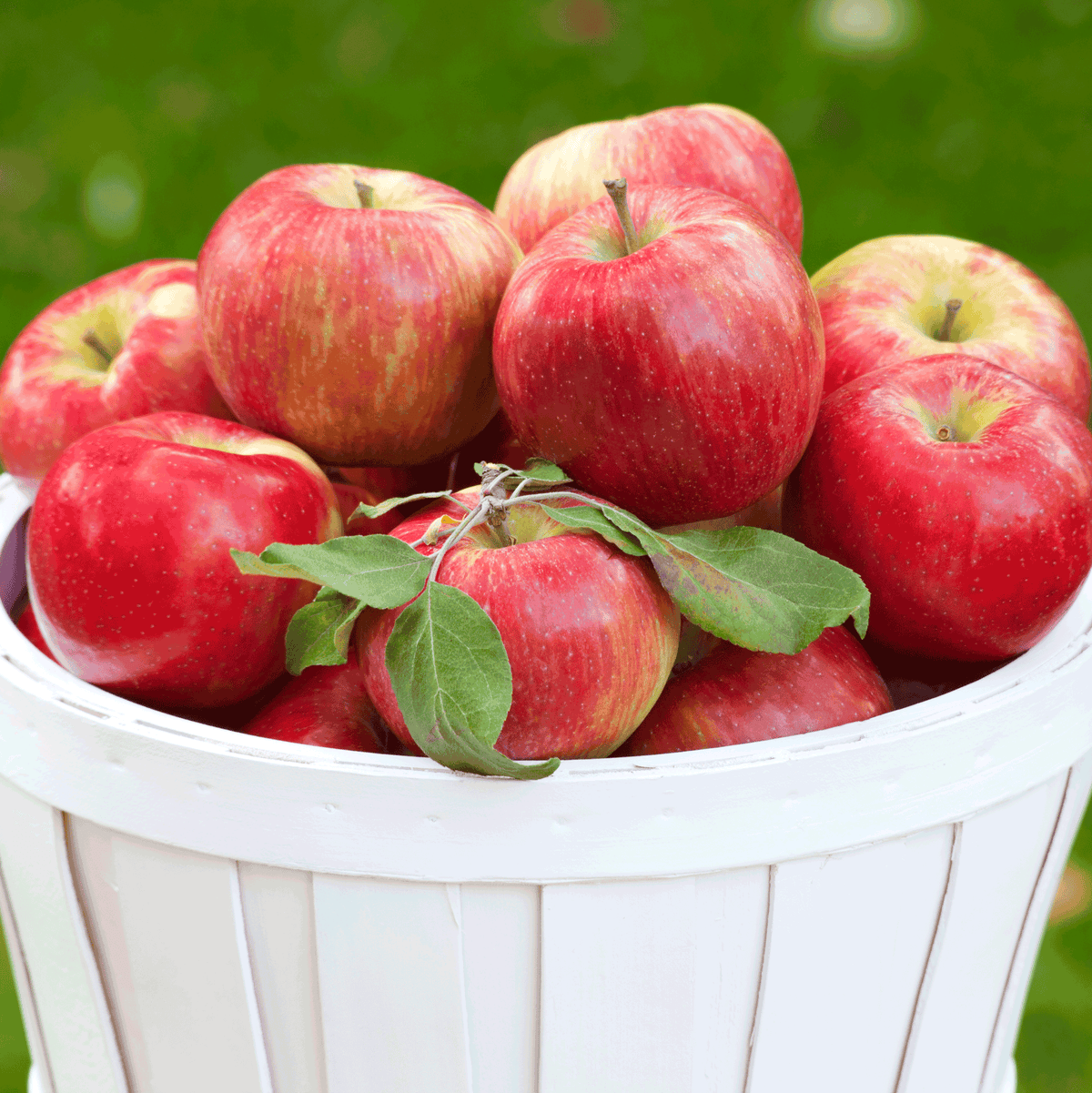 Honeycrisp™ Apple Tree live fruit plant