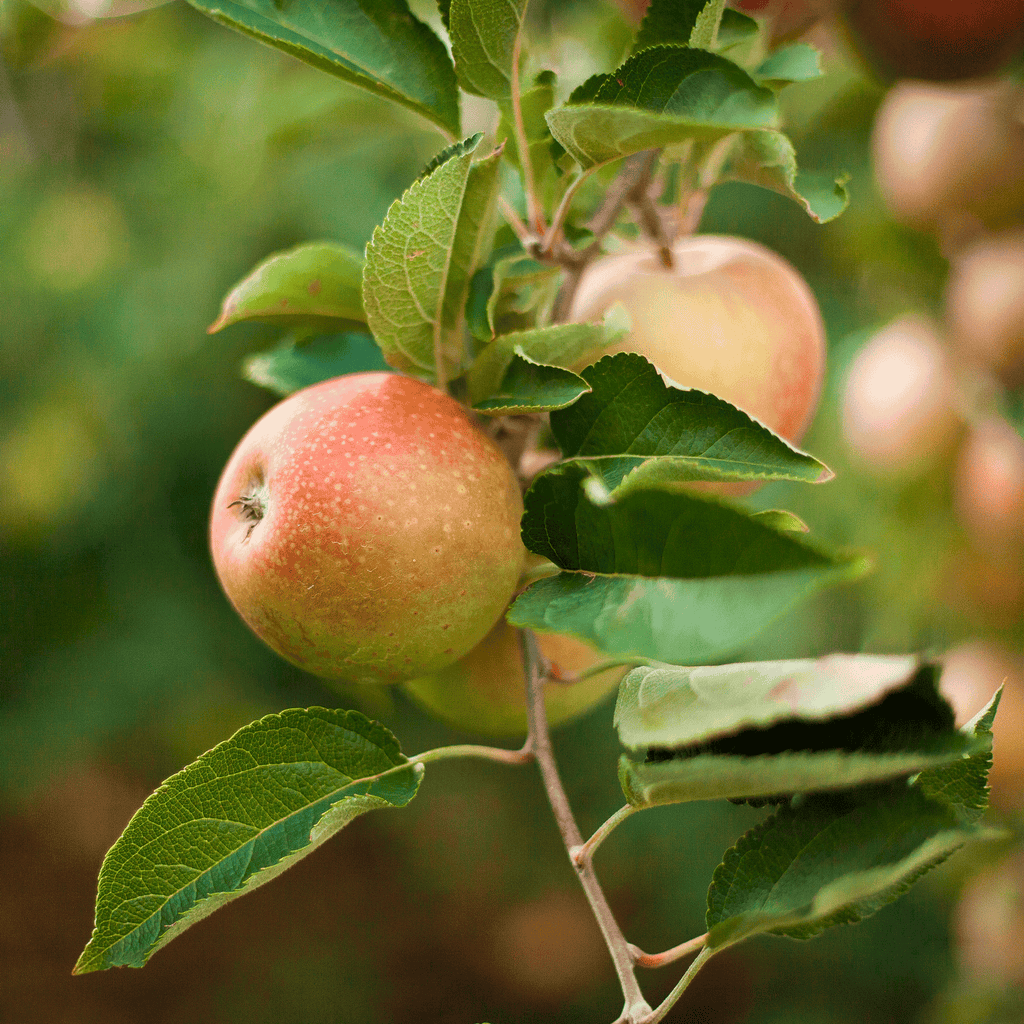 Honeycrisp™ Apple Tree live fruit plant