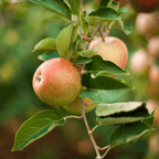 Honeycrisp™ Apple Tree live fruit plant