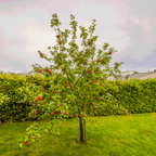 Honeycrisp™ Apple Tree live fruit plant