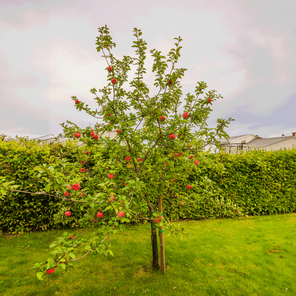 Apple Orchard live fruit plant