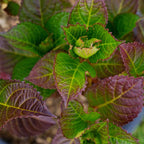 Cherry-Go-Round® Reblooming Hydrangea