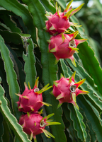 Tricia Red Dragon Fruit — Live Cactus Plant