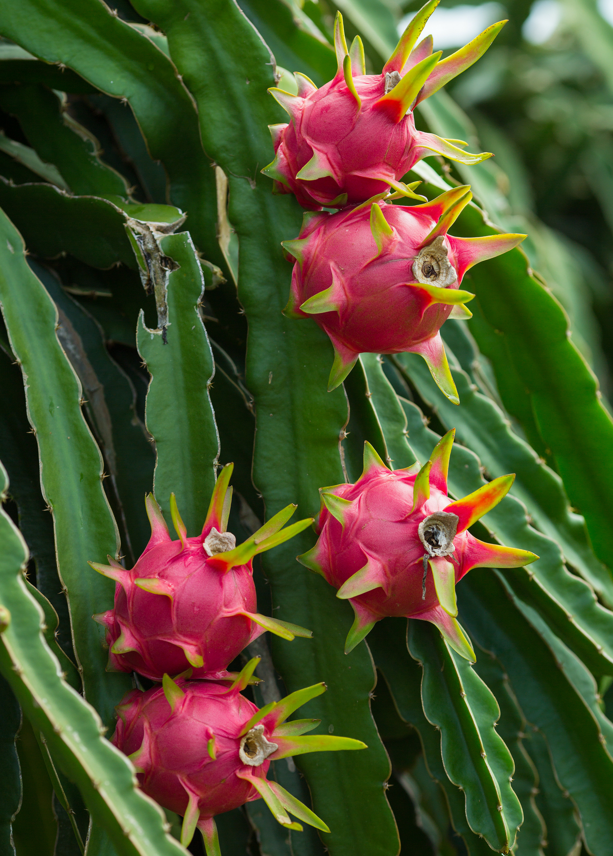 Tricia Red Dragon Fruit — Live Cactus Plant