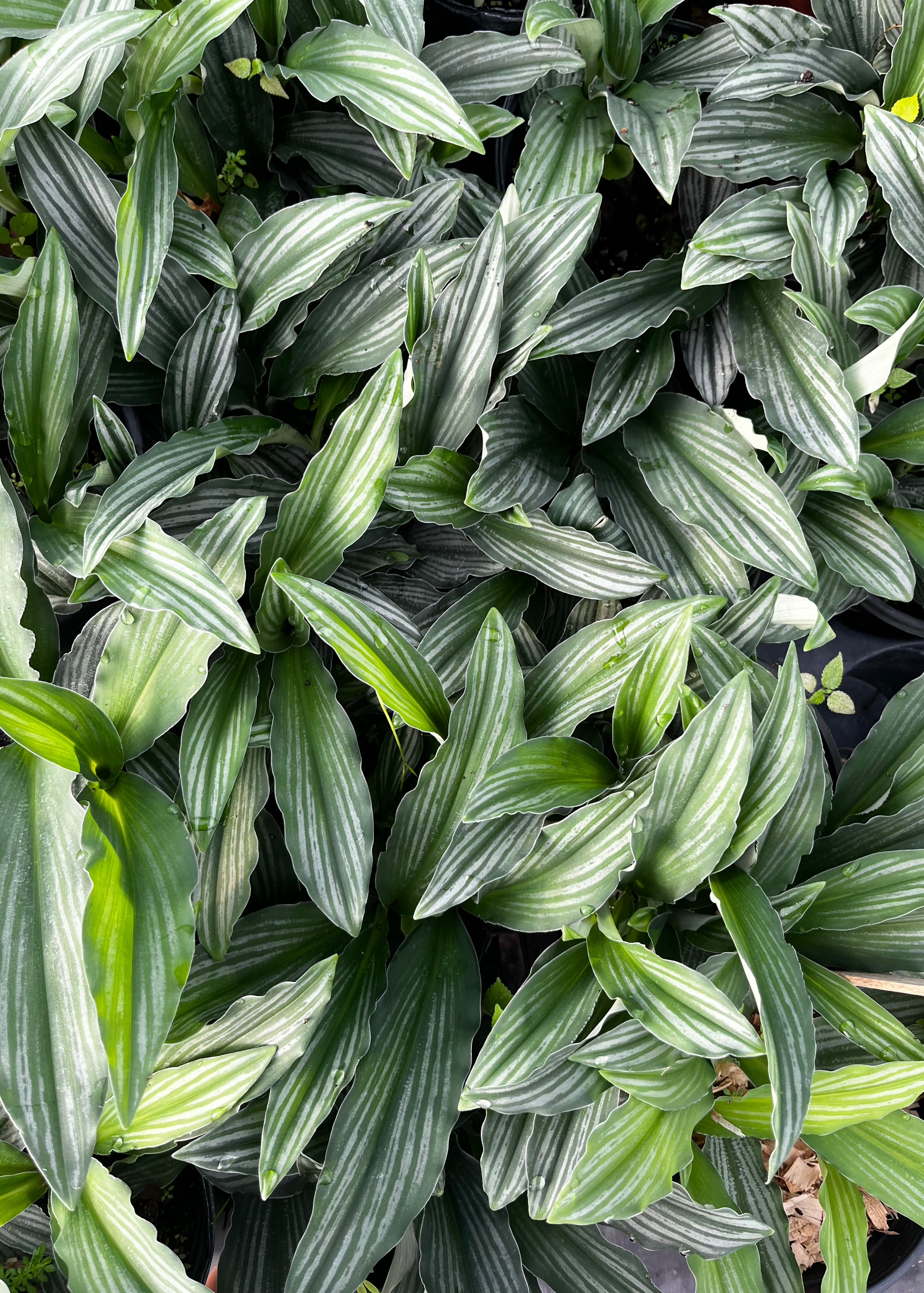 Dwarf Peacock Ginger — Silver-Striped Foliage