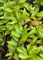 Cas Guava Tree — Costa Rican Guava live plant - additional view 3