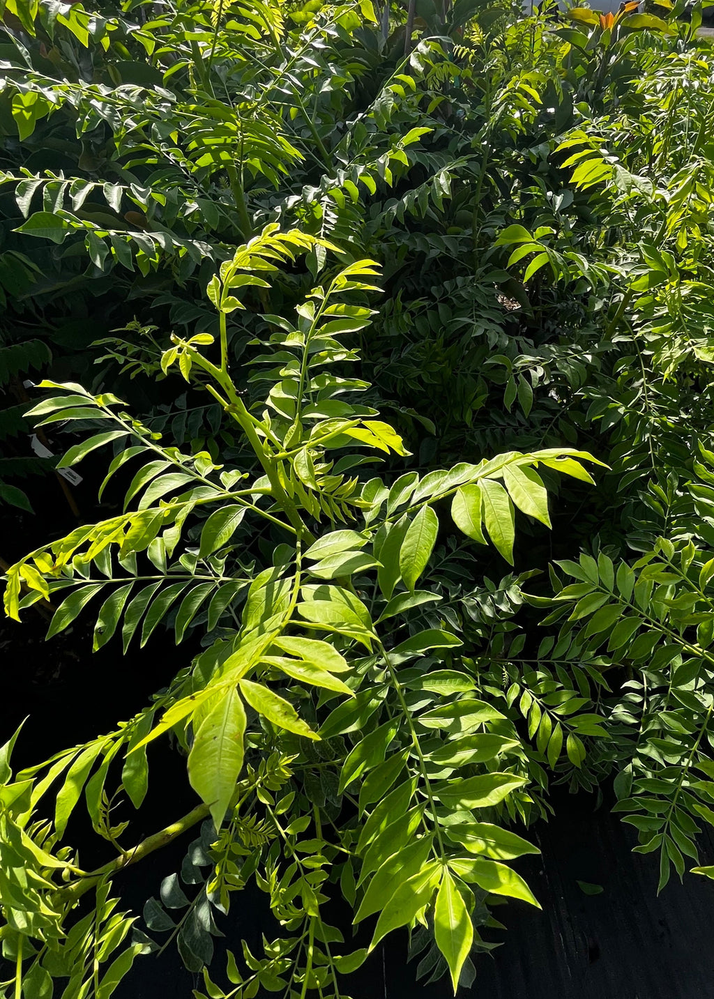 Yellow Jocote Tree — Yellow Hog Plum