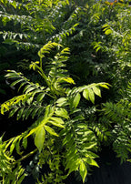 Yellow Jocote Tree — Yellow Hog Plum