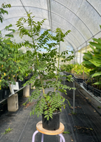 Yellow Jocote Tree — Yellow Hog Plum