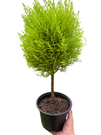 Cypress Lemon Topiary