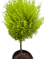Cypress Lemon Topiary