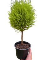 Cypress Lemon Topiary