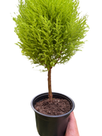 Cypress Lemon Topiary