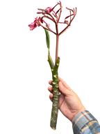 Plumeria Mex Pink Single