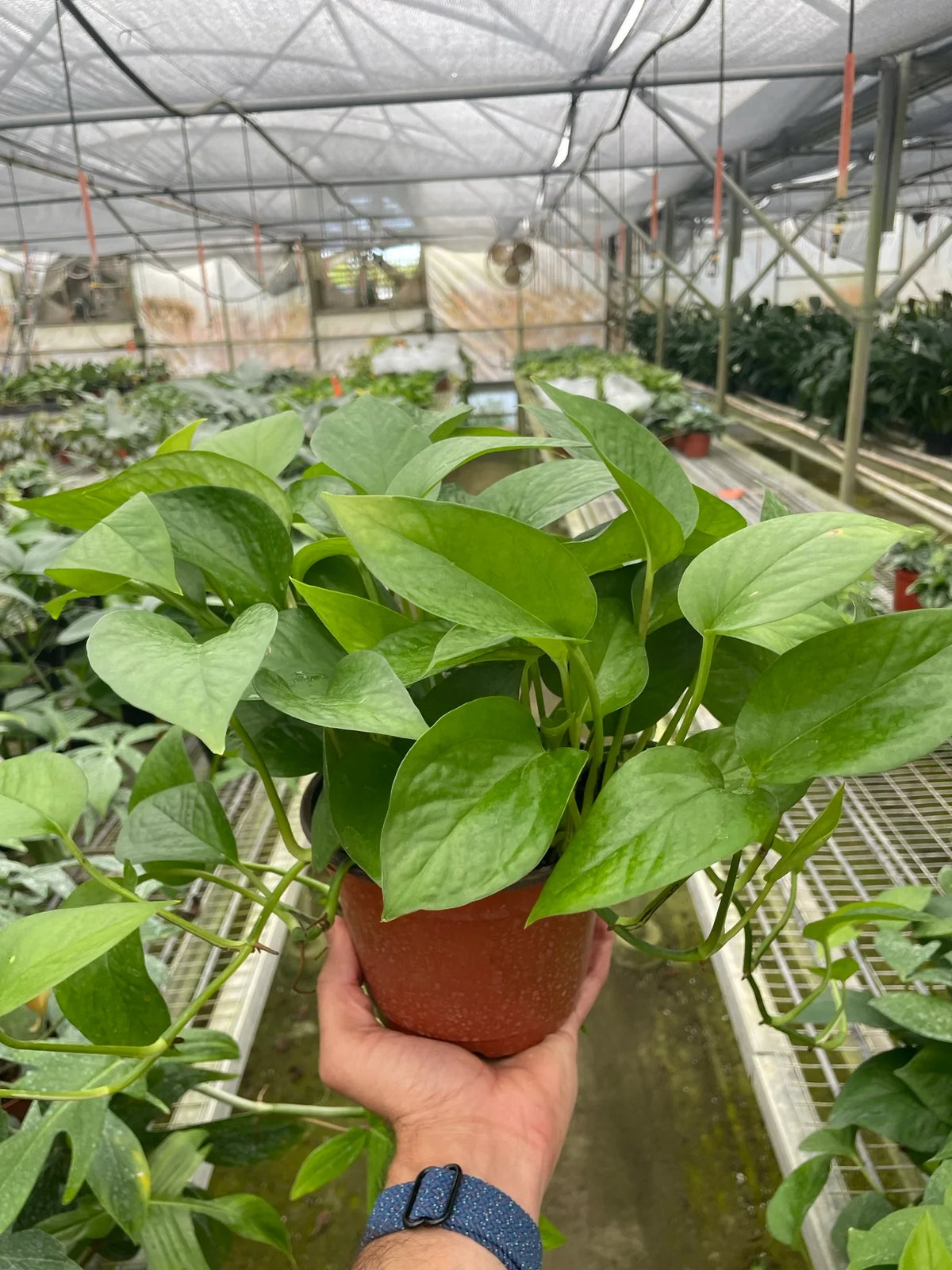 Green Queen Pothos — Easy Trailing Houseplant live plant