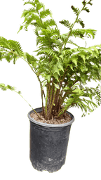 Australian Tree Fern