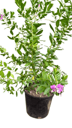 Polygala 'Grandiflora'
