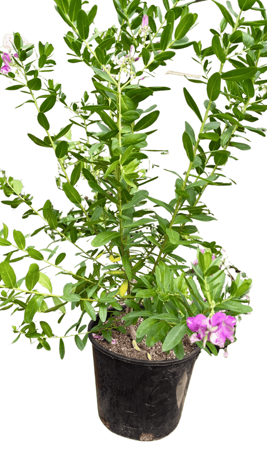 Polygala 'Grandiflora'