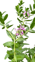 Polygala 'Grandiflora'