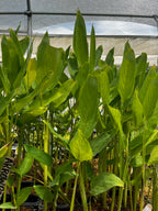 Arrowroot Plant — Maranta arundinacea