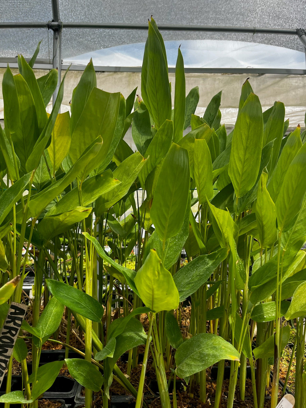 Arrowroot Plant — Maranta arundinacea
