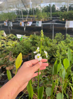 Duck Potato — Broadleaf Arrowhead (Sagittaria latifolia)