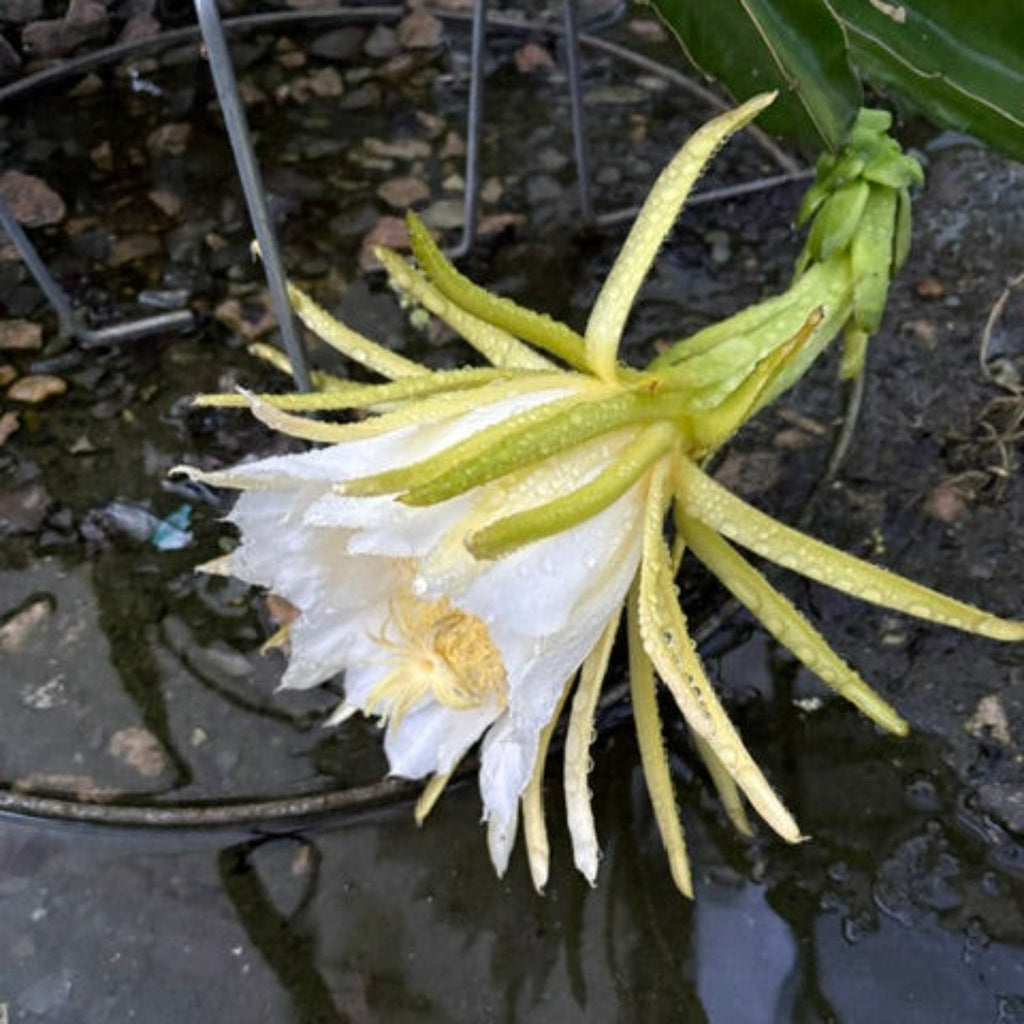 White Dragon Fruit Cactus — Live Fruit Plant live plant