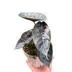Alocasia 'Green Unicorn'