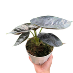 Alocasia 'Green Unicorn'