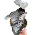 Alocasia 'Green Unicorn'