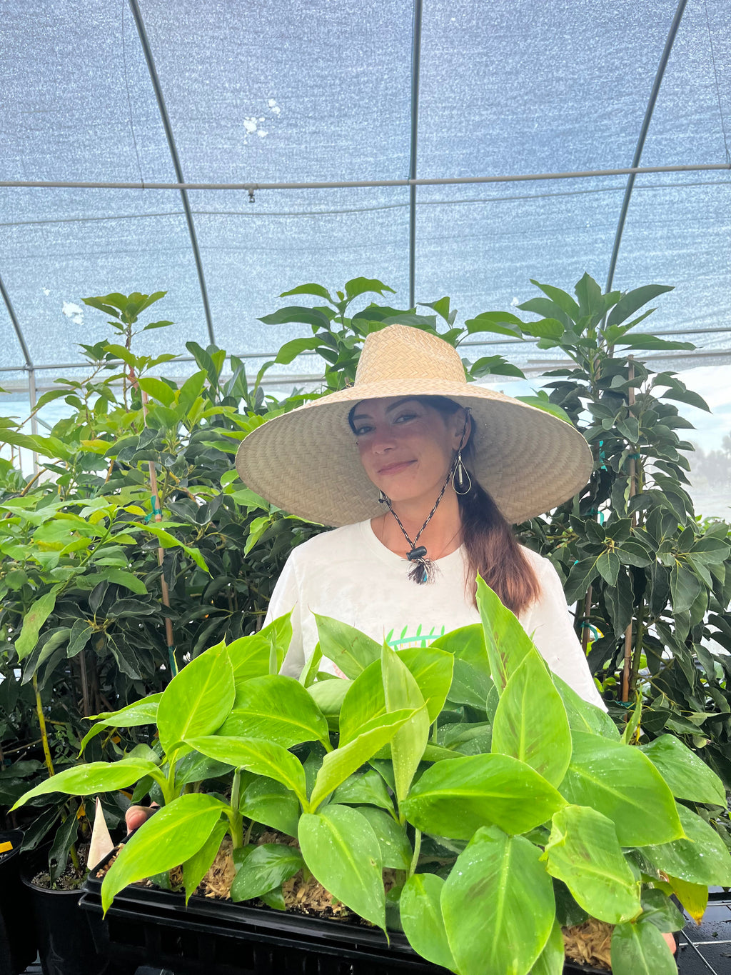 Gran Nain Banana — Live Cavendish Banana Plant