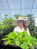 Gran Nain Banana — Live Cavendish Banana Plant