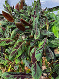 Blood Banana — Red-Marked Ornamental Foliage
