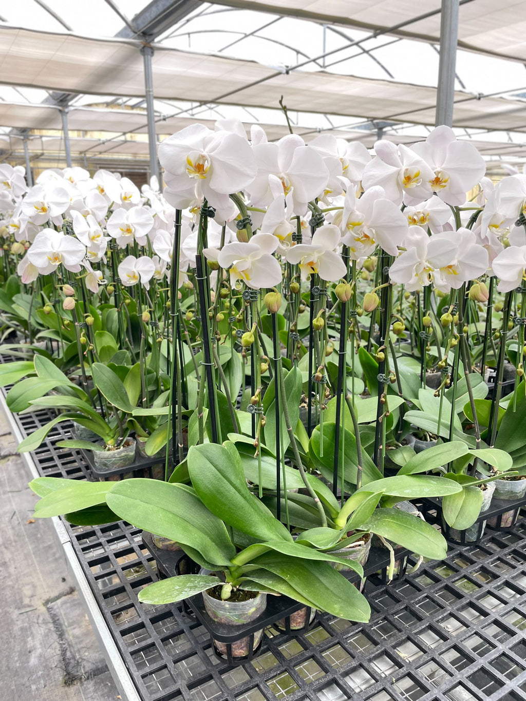 White Phalaenopsis Orchid — Double Spike live plant