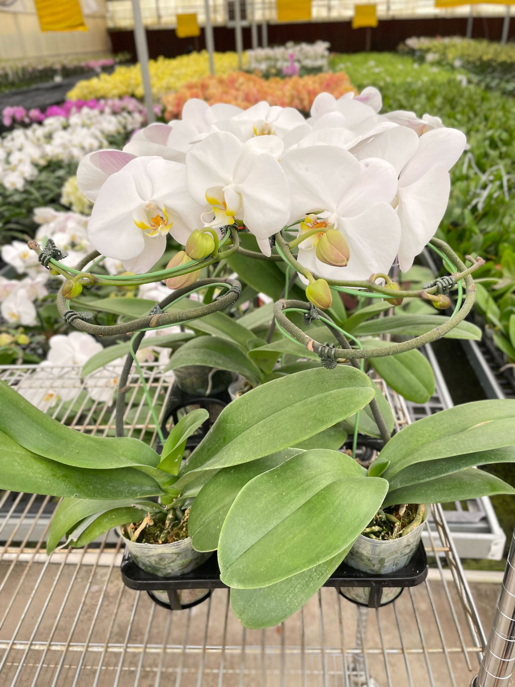 White Phalaenopsis Orchid — Double Spike live plant