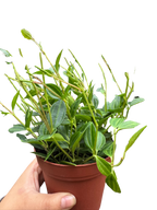 Peperomia 'Angulata'