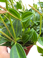Peperomia 'Angulata'
