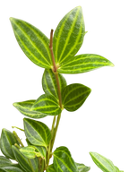 Peperomia 'Angulata'