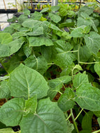 Hawaiian Poha Berry — Cape Gooseberry Plant