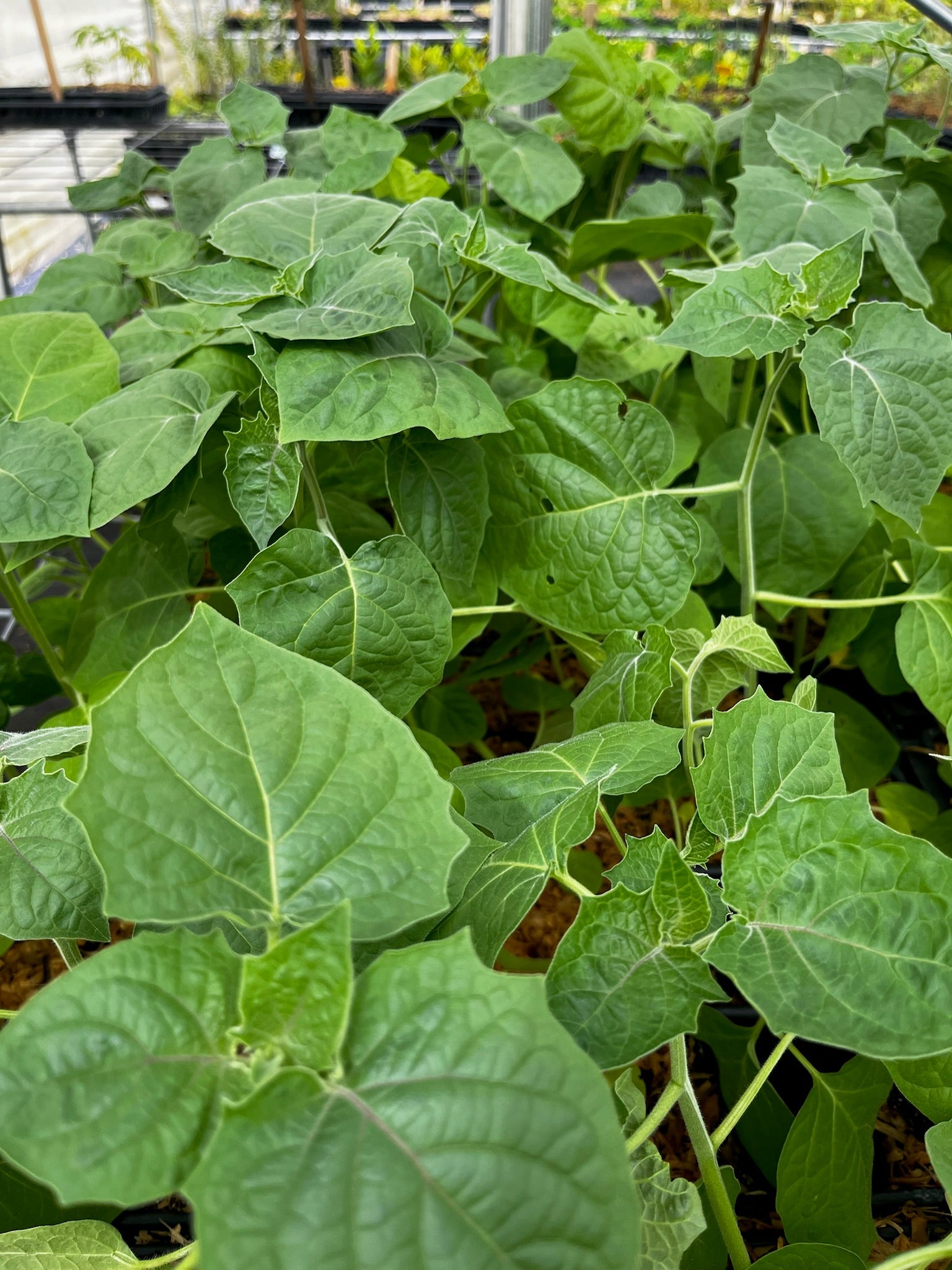 Hawaiian Poha Berry — Cape Gooseberry Plant