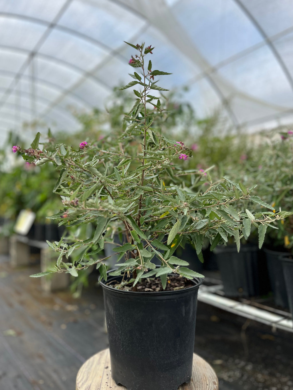 Tea Bush (Melochia tomentosa)