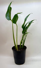 Monstera Burle Marx Flame