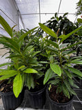 Allspice Tree — Pimenta dioica