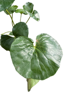 Farfugium japonicum