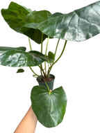 Farfugium japonicum