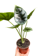 Alocasia 'Reversa'