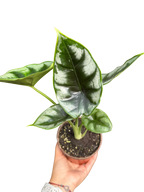 Alocasia 'Reversa'